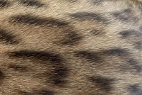 Pawprint