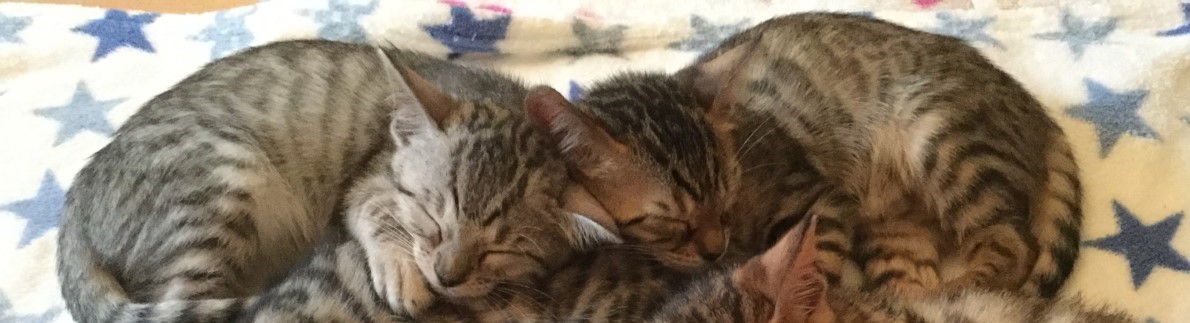 Silver and brown spotted bengal Image