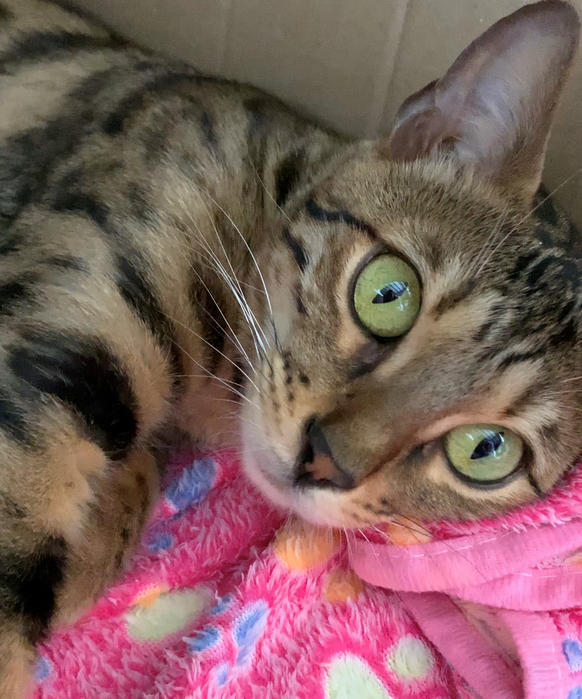 Poisonous to Bengal Cats
