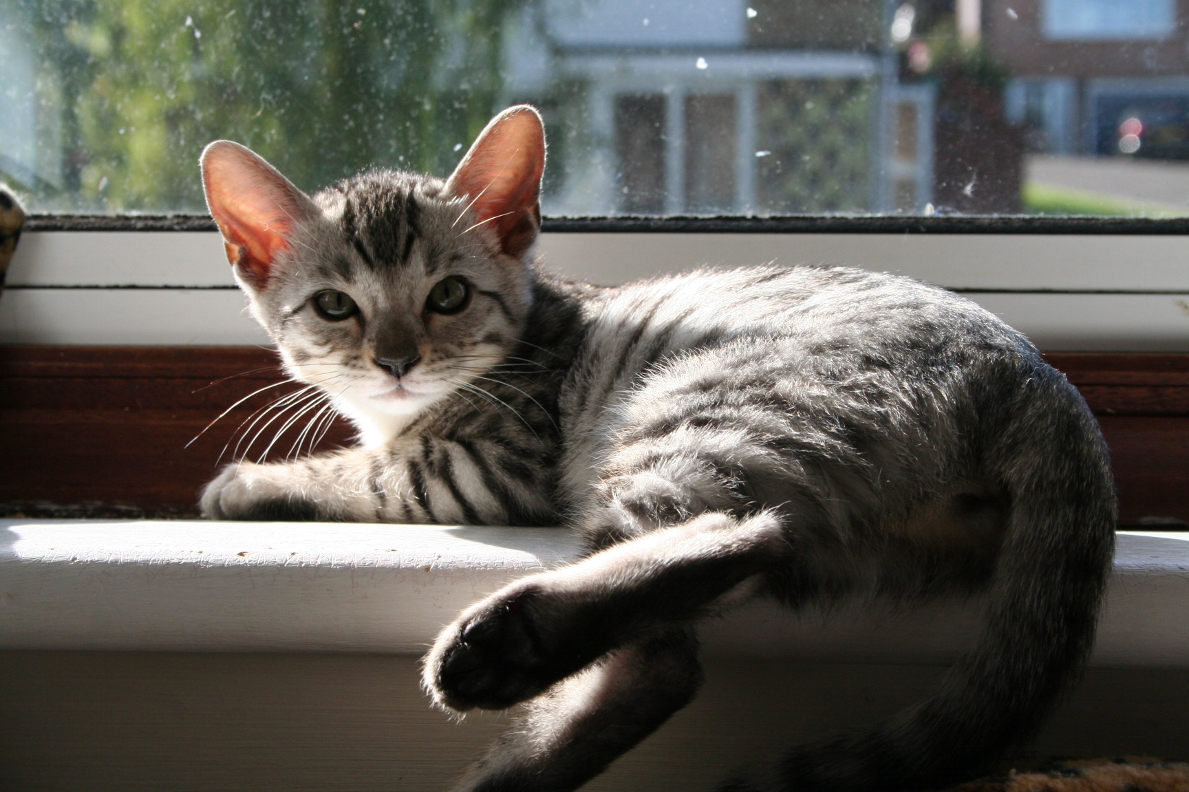 History of the Bengal breed