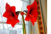 Amaryllis