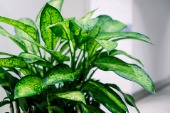 Dieffenbachia (Dumb Cane)