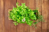 Spanish Thyme