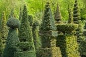 Yew
