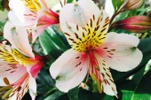 Lily (Alstroemeria)