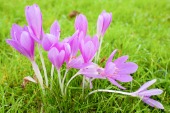 Crocus (Autumn)
