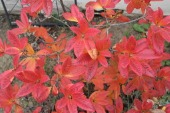 Azalea