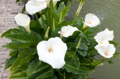 Lily (Arum/Zantedeschia)