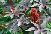 Castor Bean