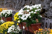 Chrysanthemum