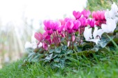 Cyclamen