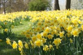 Daffodil