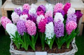 Hyacinth