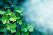 Ivy (English)