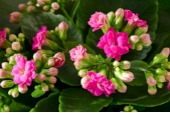 Kalanchoe