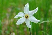 Narcissus
