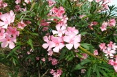 Oleander