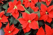 Poinsettia