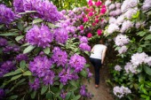 Rhodendron