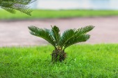 Sago Palm
