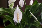 Lily (Peace)