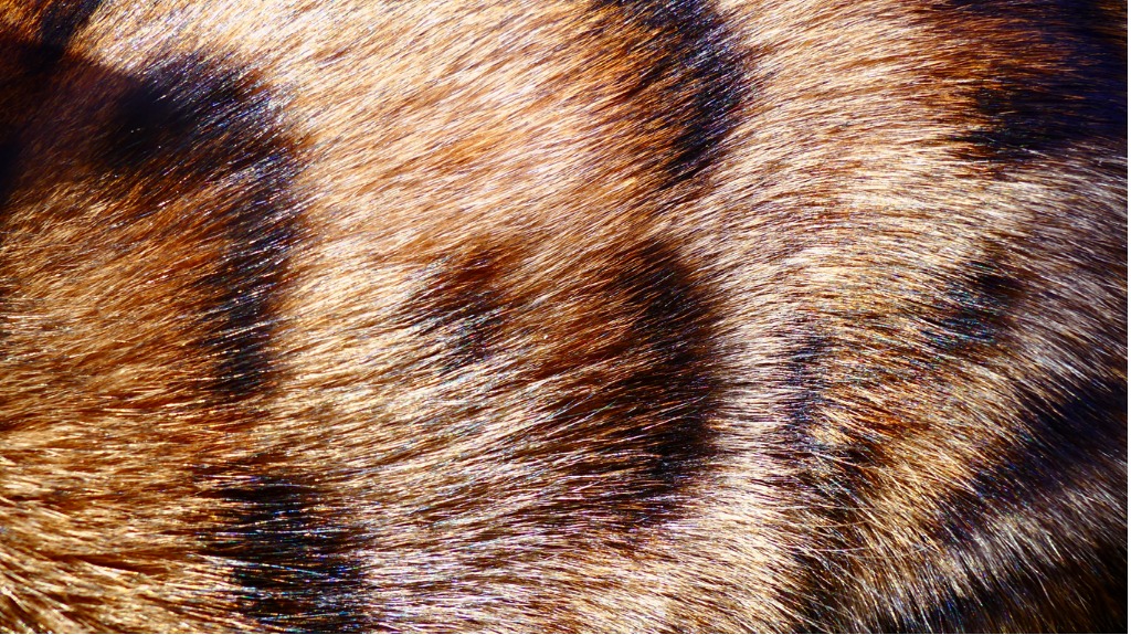 Coat Colours and Patterns